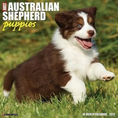 Buy 2024 australian shepherd