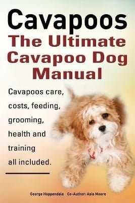 Cavapoo buy best sale