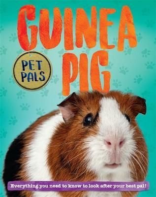 buy guinea pig