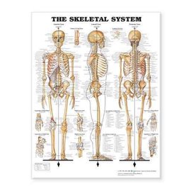 The Skeletal System Giant Chart Laminated by Anatomical Chart Company  (Poster)