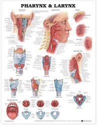 https://wordery.com/jackets/2b4a023e/pharynx-larynx-anatomical-chart-anatomical-chart-company-9781587791819.jpg?width=196&height=250