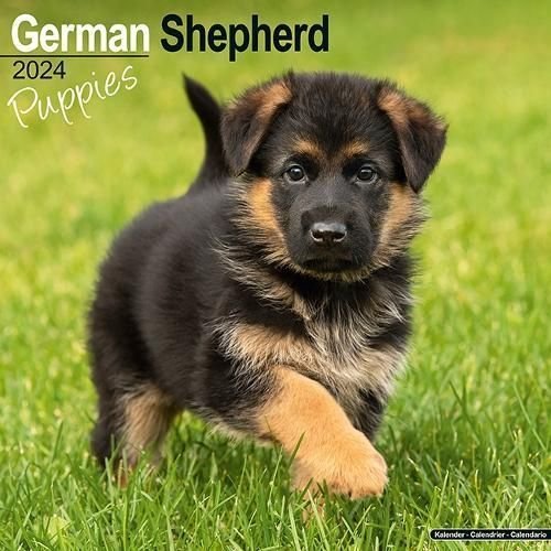 Buy German Shepherd Puppies Calendar 2024 Square Dog Puppy Breed Wall