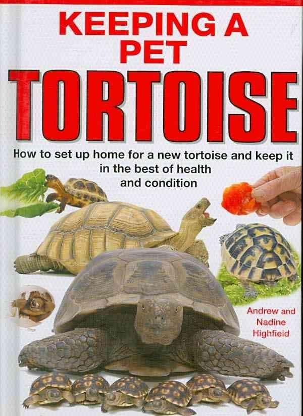 Buy tortoise 2024