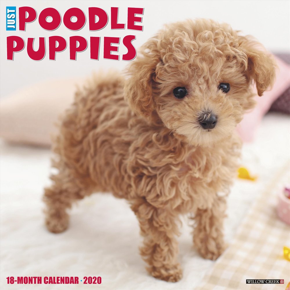 Buy Just Poodle Puppies 2020 Wall Calendar (Dog Breed Calendar) by