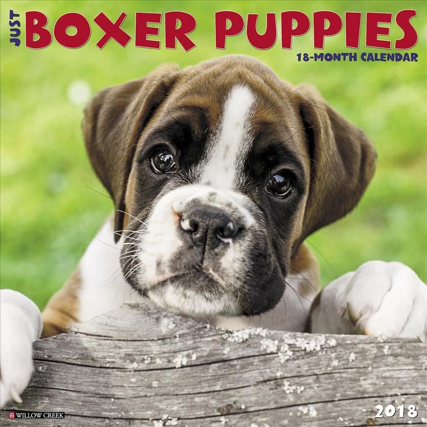 Just Boxer Puppies Wall Calendar