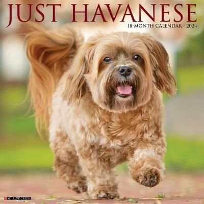 Buy Just Havanese 2024 12 X 12 Wall Calendar By Willow Creek Press With   Just Havanese 2024 12 X 12 Wall Calendar Willow Creek Press 9781549233876 