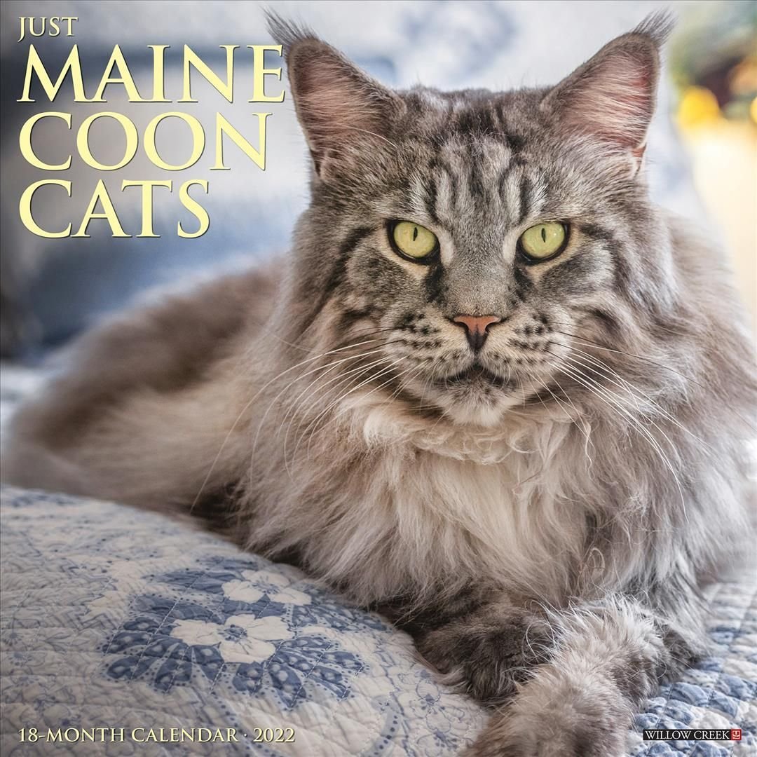 Just Maine Coon Cats 2022 Wall Calendar (Cat Breed)
