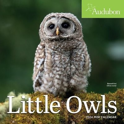 Buy Audubon Little Owls Mini Wall Calendar 2024 by Workman Calendars