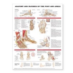 https://wordery.com/jackets/83440cf2/anatomy-and-injuries-of-the-foot-and-ankle-anatomical-chart-company-9781587798375.jpg?width=250&height=250