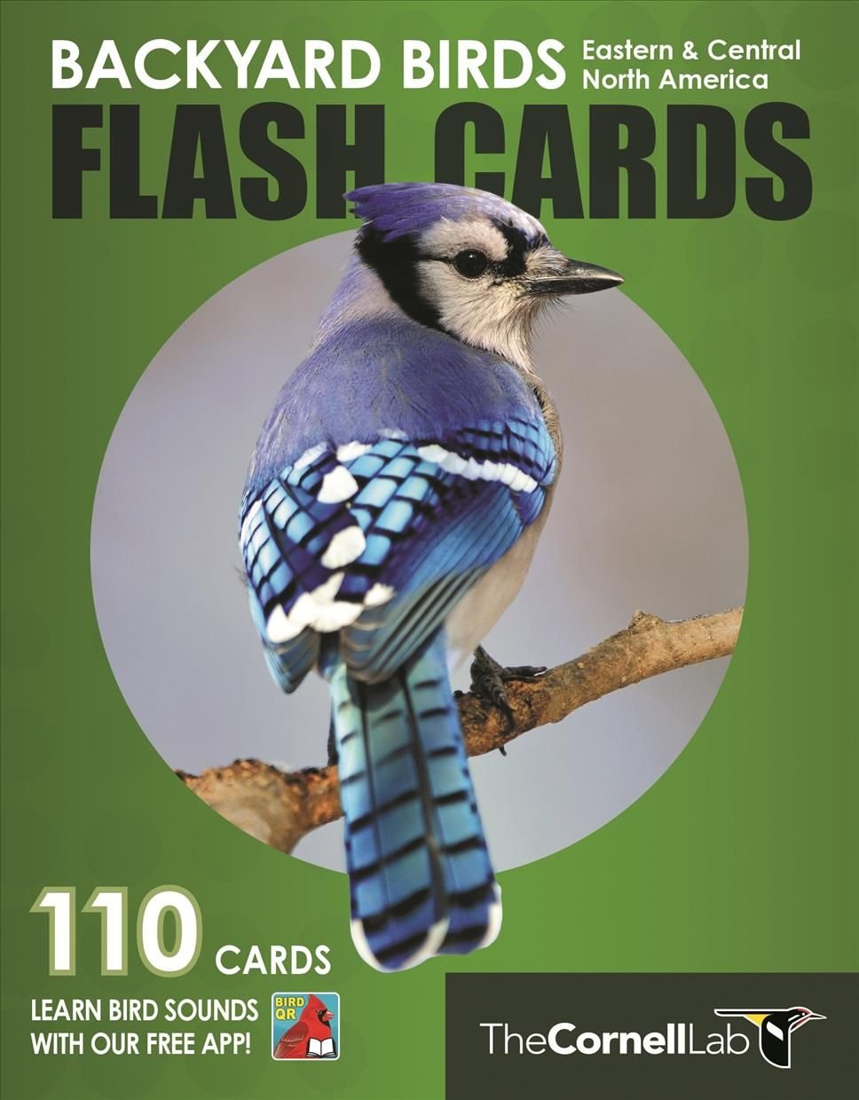 America　Cards　by　Ornithology　Flash　Central　With　Birds　Backyard　Lab　Cornell　Free　North　Buy　of　Eastern　Delivery