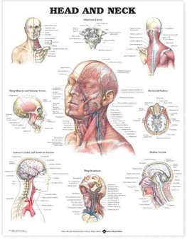 Head and Neck Anatomical Chart by Anatomical Chart Company (Wallchart)
