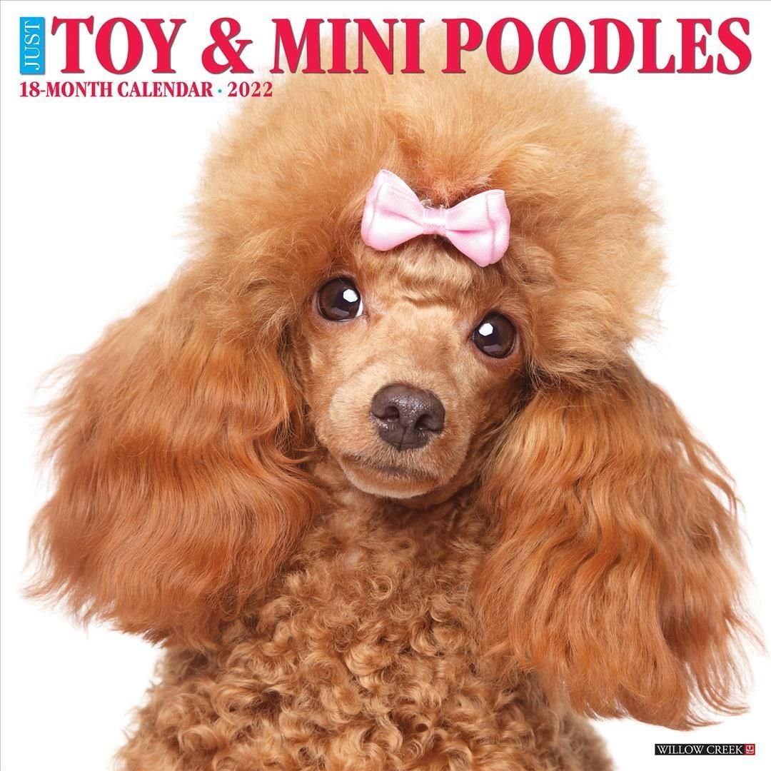 Just Toy & Miniature Poodles 2022 Wall Calendar (Dog Breed)