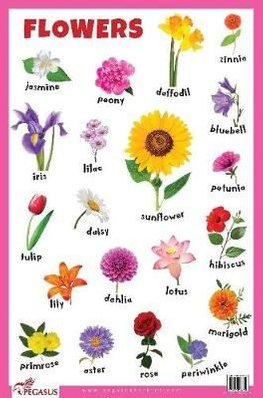 Buy Flowers Educational Chart by Pegasus With Free Delivery | wordery.com