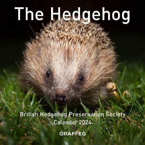 Buy Hedgehog Calendar 2024 by British Hedgehog Preservation Society