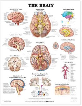The Brain Anatomical Chart by Anatomical Chart Company (Wallchart)