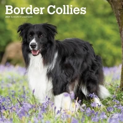 Buying a border sales collie