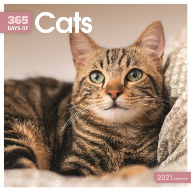 Buy Cats 365 Days Square Wall Calendar 2021 With Free Delivery ...