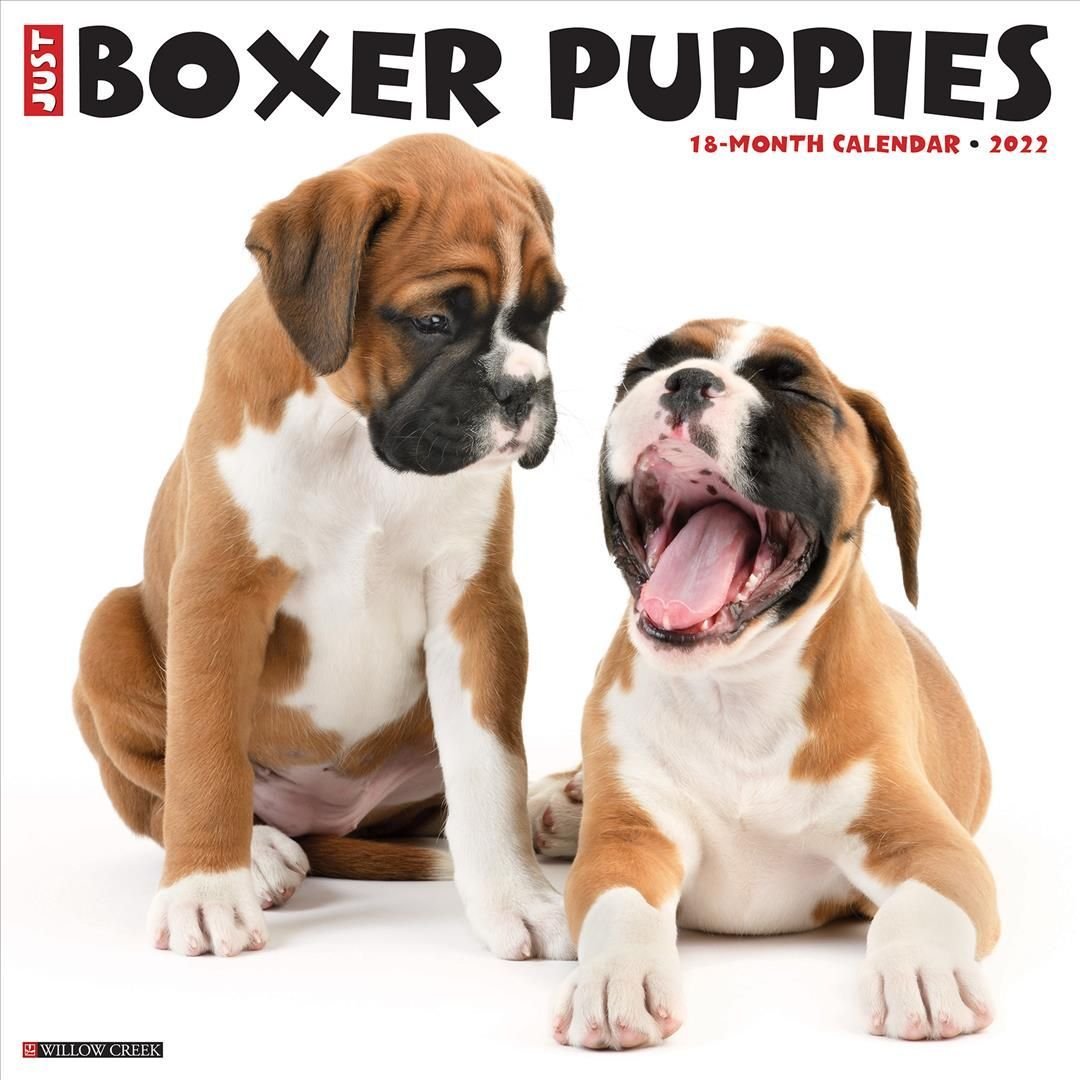 Just Boxer Puppies 2022 Wall Calendar (Dog Breed)
